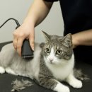 묘묭(MyoMyong) 이미지