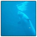 돌고래약국 | 거제여행 거제도 가볼만한곳 거제씨월드 벨루가 돌고래쇼 [입장권 할인 예매]