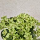 황금개구리 | N-작은개구리 특징과 꽃 피우는 황금 조건 바이올렛...필수템 '피트모스' 활용법 &amp; N-작은개구리 키우기