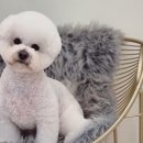 도블리펫 이미지