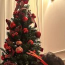 우리강아지 이미지