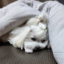 콜렌육십도 이미지