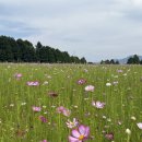 코스모스악기 | 2025 구리 코스모스 축제 다녀온 후기 9월 26일~28일