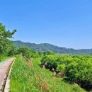 이팝나무길 이미지