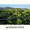 삼호애