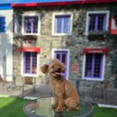 지오애견미용샵 이미지