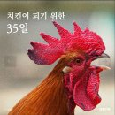 프라이드 치킨용 닭은 30일이면 계생 마감 이미지