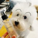 유어펫 | 유어벳 펫 덴탈 스프레이 내돈내산 후기, 강아지 치약 대신 추천