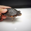 발토(BALTO) 이미지