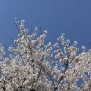 강호택시(주) | 춘천 | 춘천 벚꽃 구경은 어디로 가야하지? (직접 가본 후기)🌸