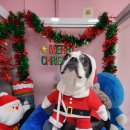 행복한요나네 이미지