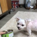 야옹아 멍멍해봐 미용실 이미지