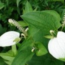 삼백초
