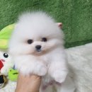 강아지 분양 프러포즈펫 | 광주강아지분양 펫왕국 후기