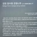 인천 장수동 은행나무 이미지