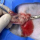 우리생명과학동물병원 | “우리 지행이, 무사히 잘 끝났어요 – 포레브 고양이 중성화 후기”