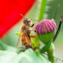 용수골꽃양귀비축제 이미지