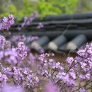 라일락 - 마포구 연남로7길 26 | 라일락