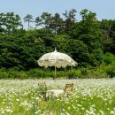 데이지카페 - 서대문구 모래내로 380 | 데이지카페