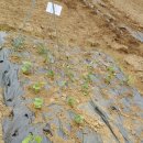 선우농장3 이미지