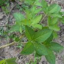 아빠의 정원 이미지