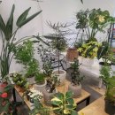 대전꽃도매 - 9753 | 대전 둔산동 꽃 도매시장 연화 플라워 식물 구매 후기, 초보도 만족한 화분샵