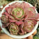 그린로즈 이미지