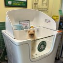 버블독스(안산초지점) 이미지