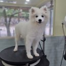 포테이토 독 이미지