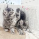 메인독 | 메인쿤 캐터리 오케이독부천점, 직접 방문한 솔직 후기