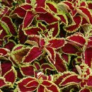 콜레우스( Coleus boumei Benth.&#39;Fringed&#39;) 이미지