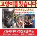 고양이 분실신고, 대전 대덕구 중리동 영진로얄 부근에서 실종된 고양이를찾습니다. 이미지