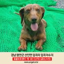 (강아지 분실신고) 경남 함안군 산인면 입곡리 입곡저수지 부근에서 잃어버린 닥스훈트 강아지를 찾습니다. 이미지