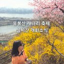 응봉공원4 | 응봉산 개나리 축제🏵️ 실시간(3월 25일) 개화소식 팔각정 가는 법 주차장 요금