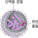 바이러스와 주파수1 - 바이러스란 무엇인가 이미지