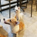 멍멍테라스 이미지