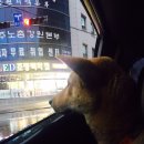 똥강아지 이미지