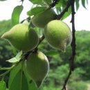 민통선산야초