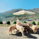 나영목장 이미지