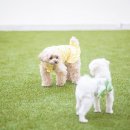 오파프부산 이미지