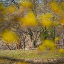 이천 산수유축제 이미지