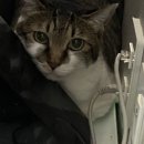 하남플러스동물병원 이미지