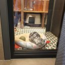 고은동물병원 이미지