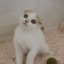 광주 고양이분양 브로스펫 이미지