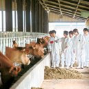 양돈산업 이미지