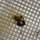 하얀기린 동물병원 이미지