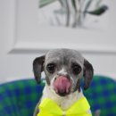 바둑이펫 이미지