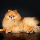 신호동물병원 이미지