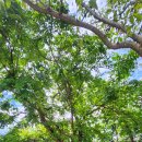 화원동산 전망대 이미지