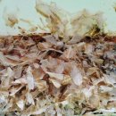 왕타코야끼 이미지